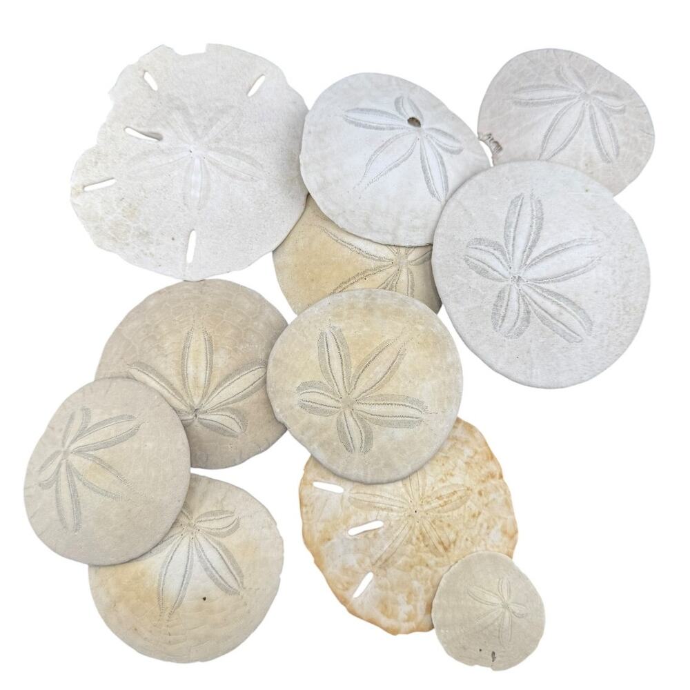 Natural Seashell Sand Dollars Various Sizes Harvested 1980s Lot of 11 Shells